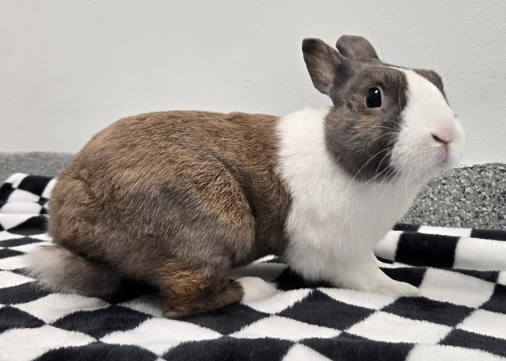 Ted, Adoptable, Senior Male Dutch.