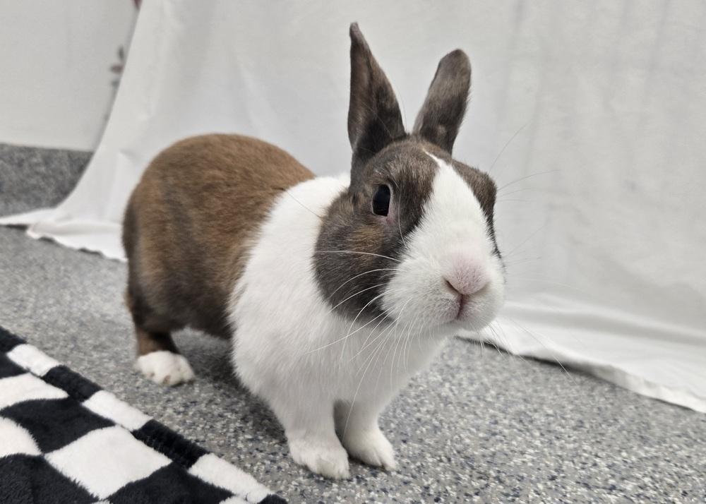 Ted, a Adoptable Dutch in Westford, MA image 2/6