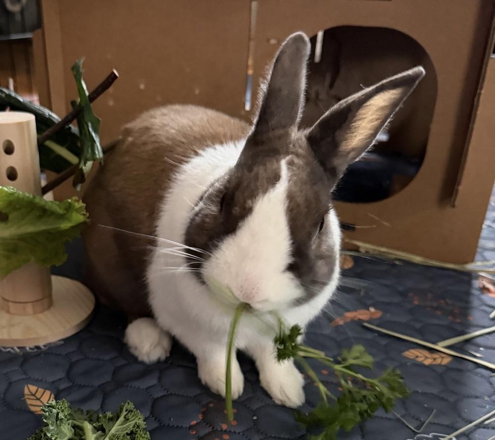 Ted, a Adoptable Dutch in Westford, MA image 3/6