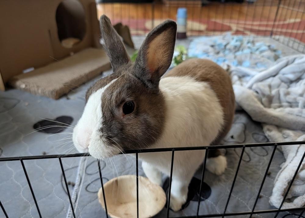 Ted, a Adoptable Dutch in Westford, MA image 4/6