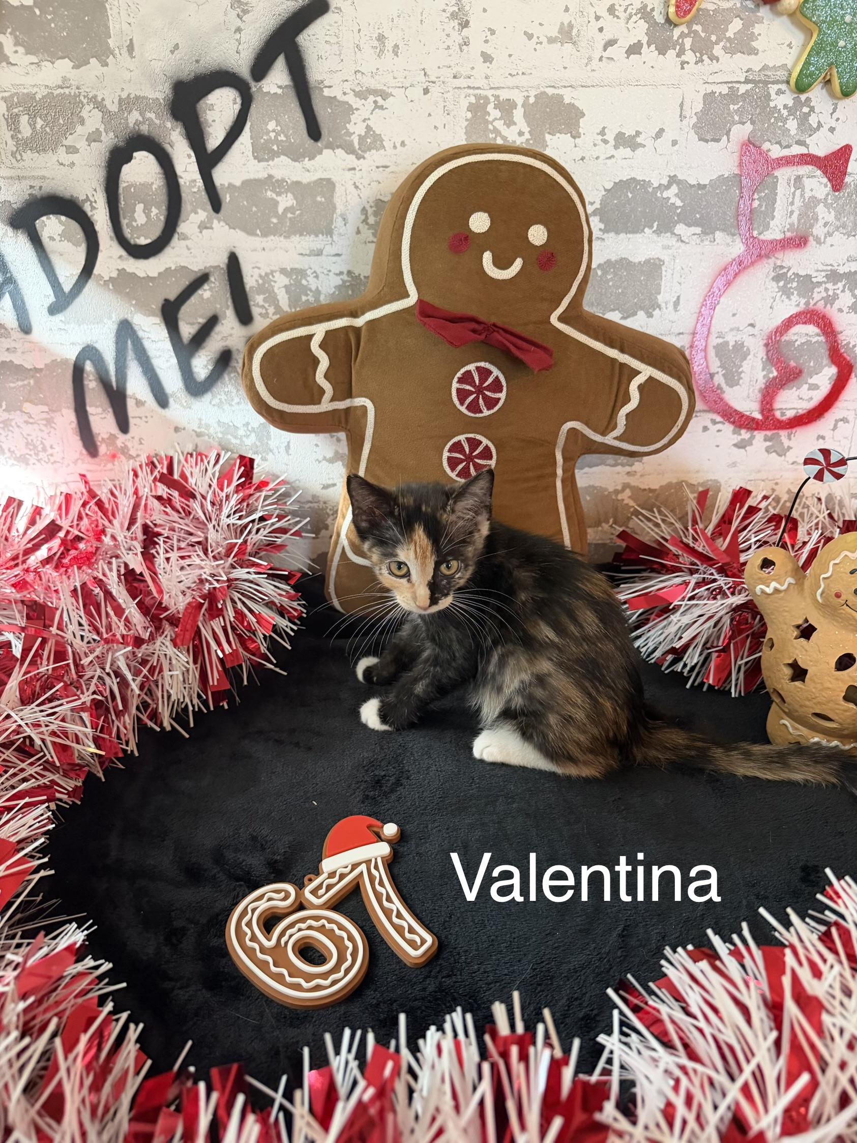Valentina , ADOPTABLE, Kitten Female Domestic Short Hair.