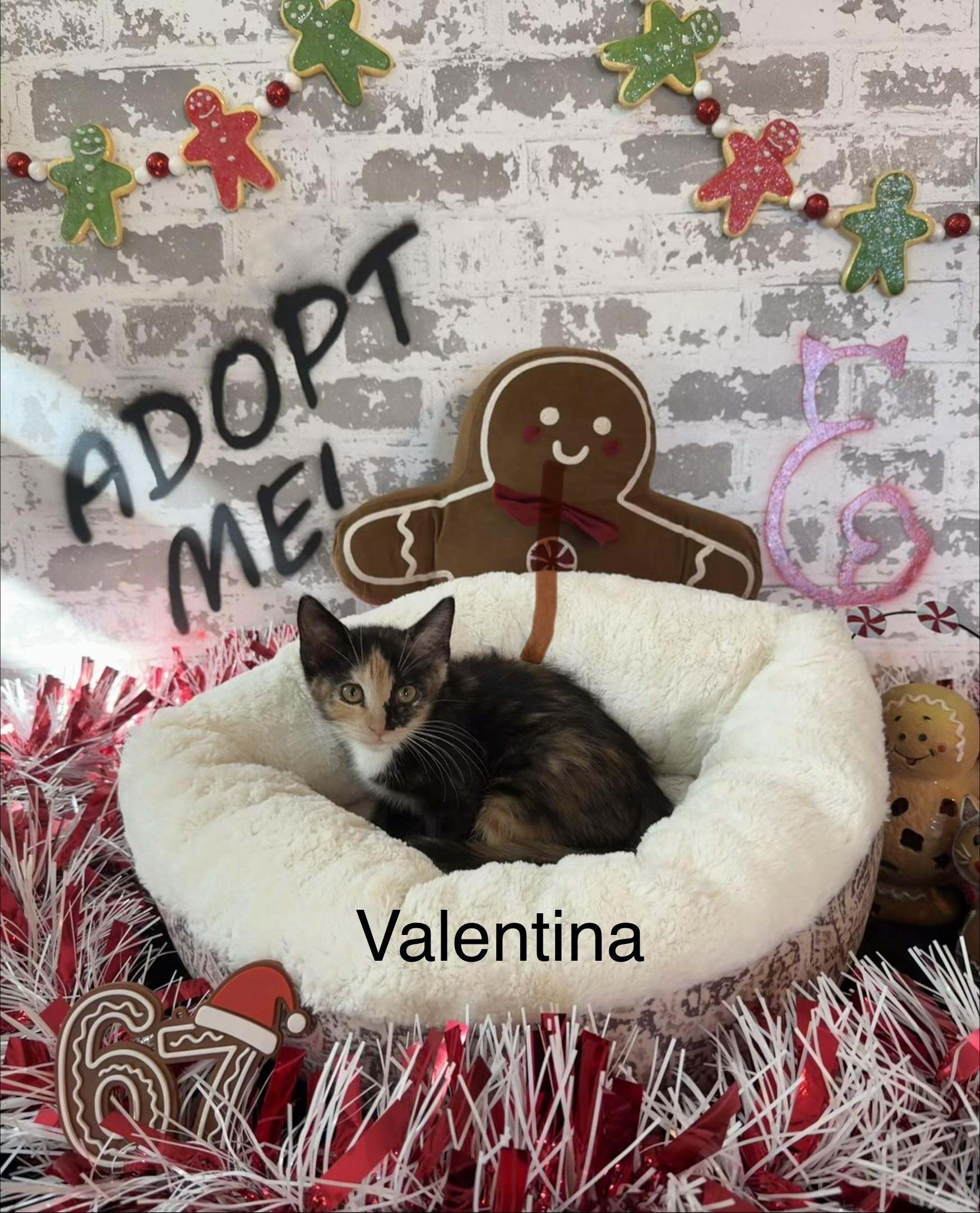 Valentina , an adopted Domestic Short Hair in queen creek, AZ image 2/3
