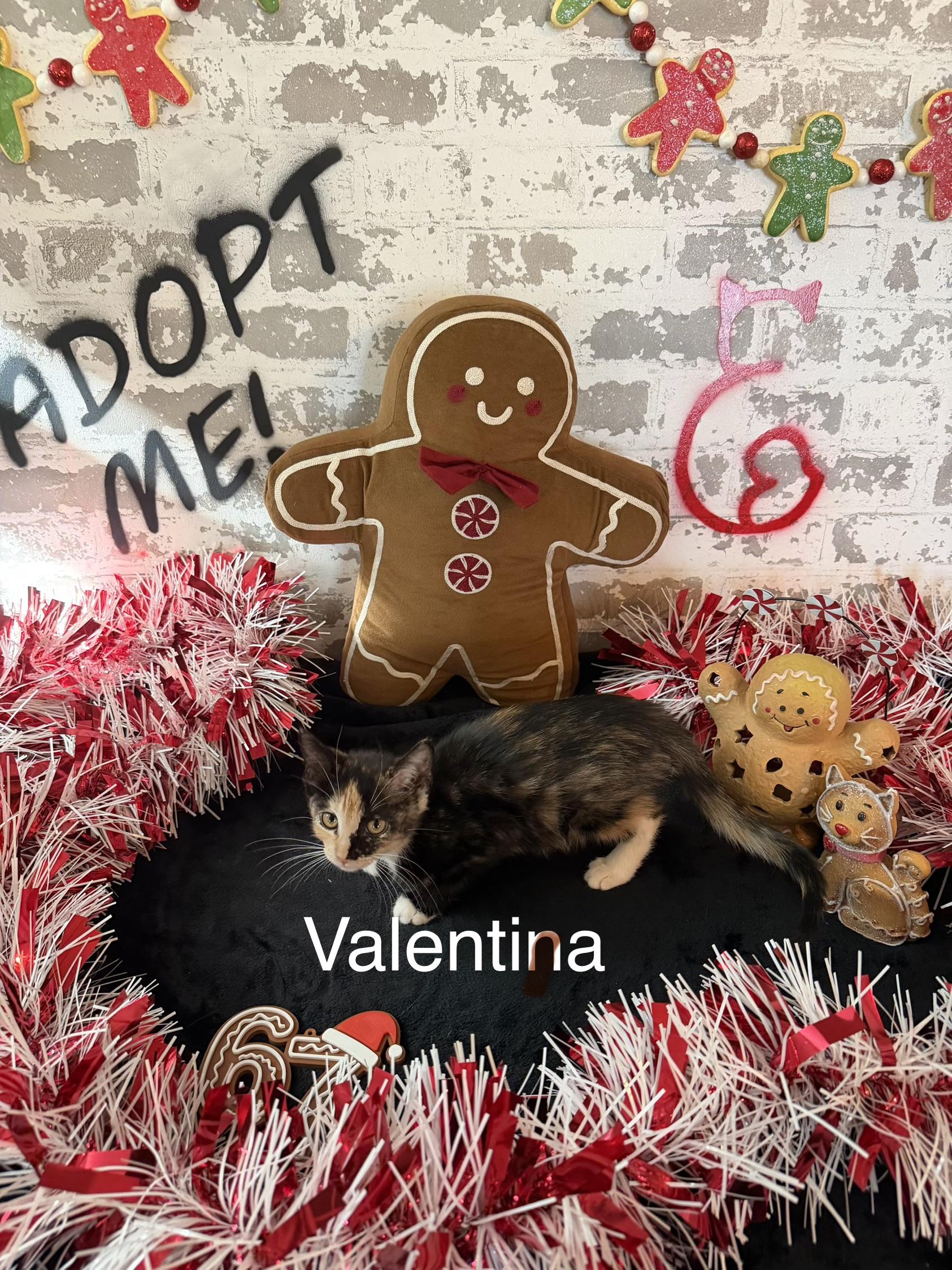 Valentina , an adopted Domestic Short Hair in queen creek, AZ image 3/3