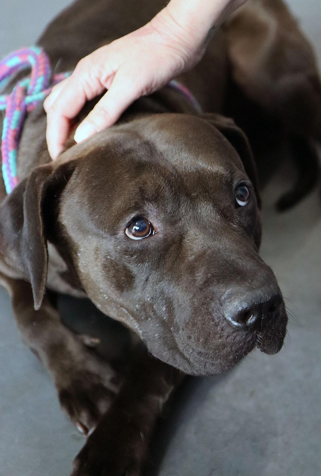 Enlarge Darius, a Adoptable Labrador Retriever in Kansas City, MO image 1/3