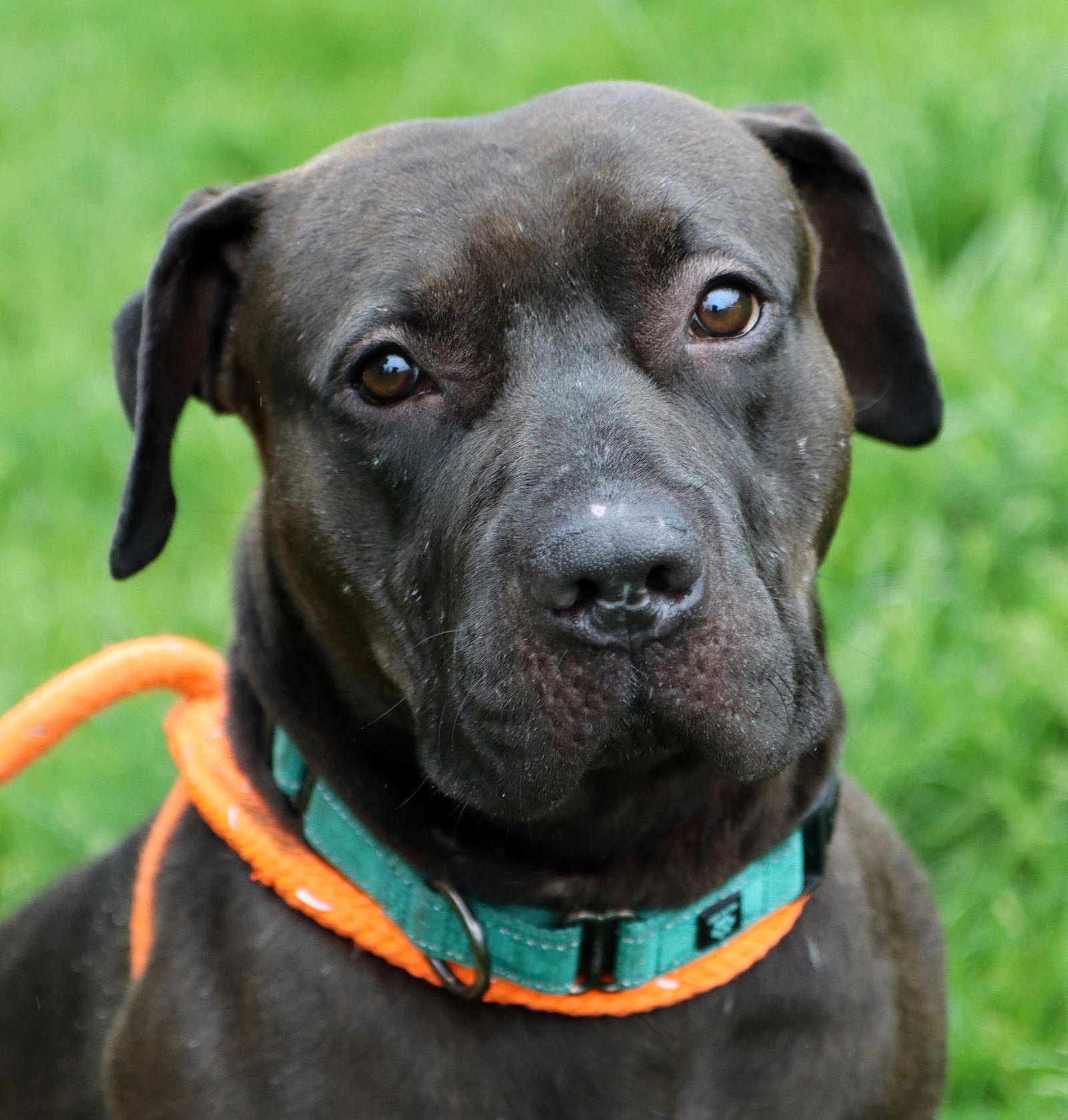 Enlarge Darius, a Adoptable Labrador Retriever in Kansas City, MO image 2/3