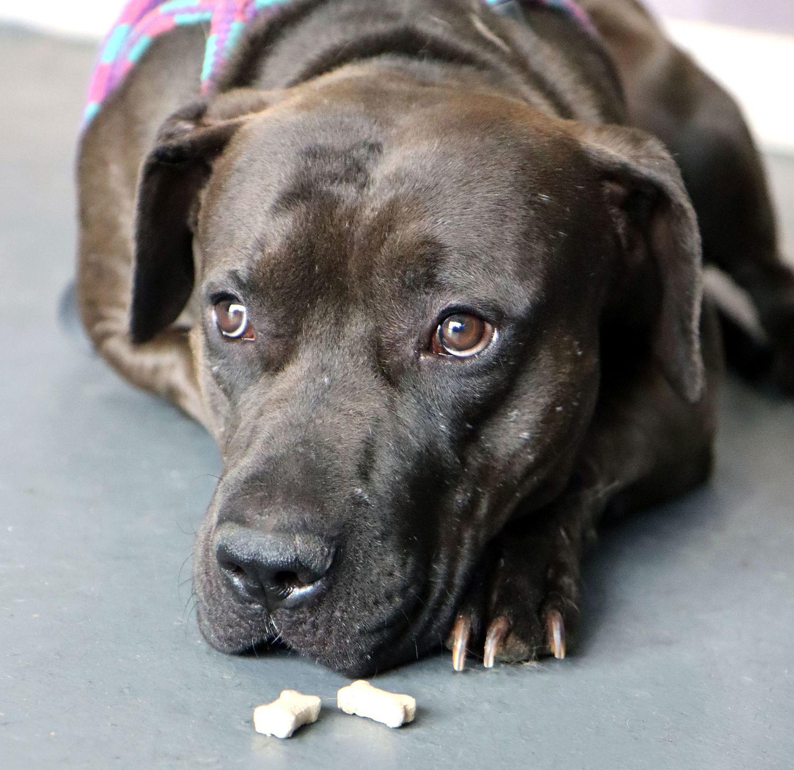 Enlarge Darius, a Adoptable Labrador Retriever in Kansas City, MO image 3/3