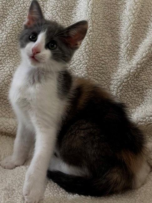 Enlarge Pop corn, a Adoptable Domestic Short Hair in Nashville, TN image 1/3