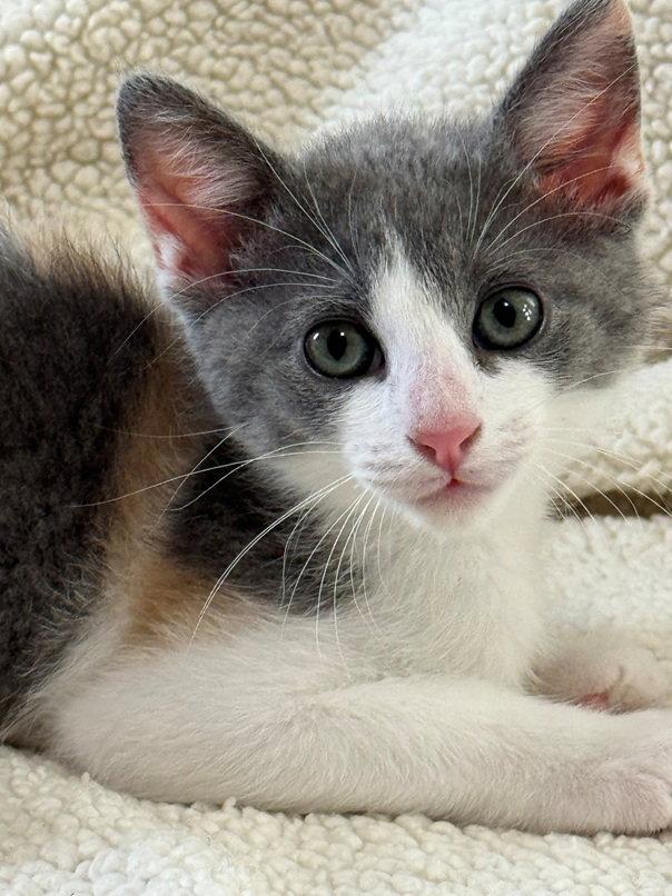 Enlarge Pop corn, a Adoptable Domestic Short Hair in Nashville, TN image 2/3
