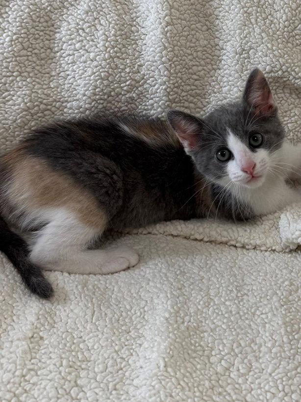 Enlarge Pop corn, a Adoptable Domestic Short Hair in Nashville, TN image 3/3