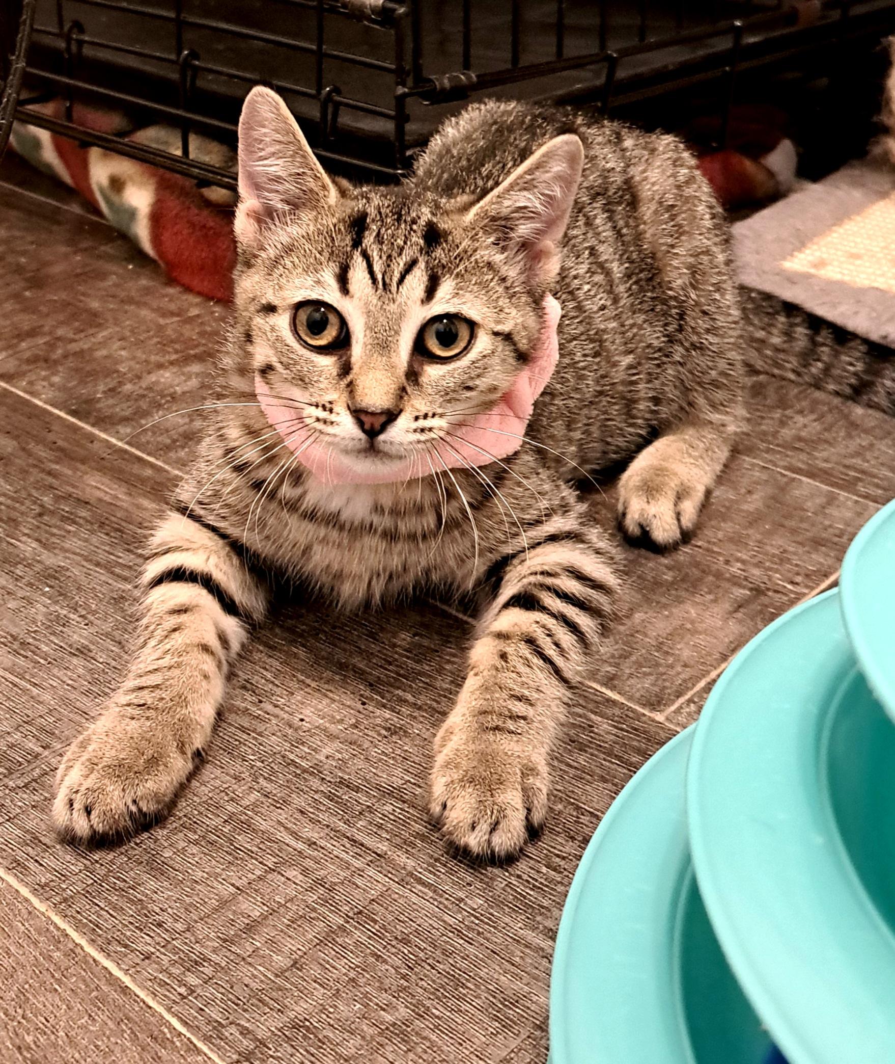 Katie, an adopted Domestic Short Hair in Buffalo, NY image 2/2