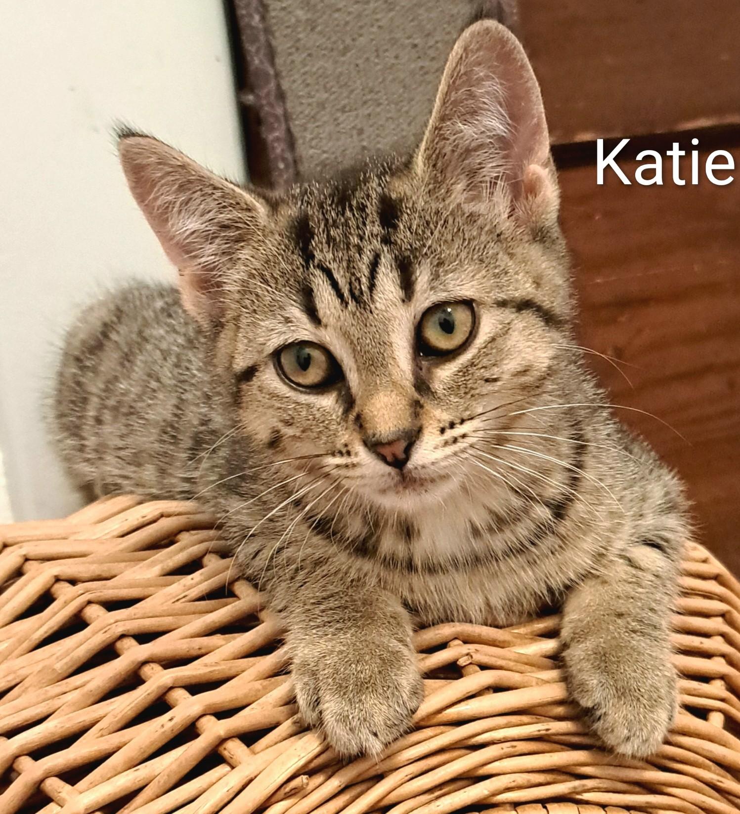 Katie, adopted, Young Female Domestic Short Hair.