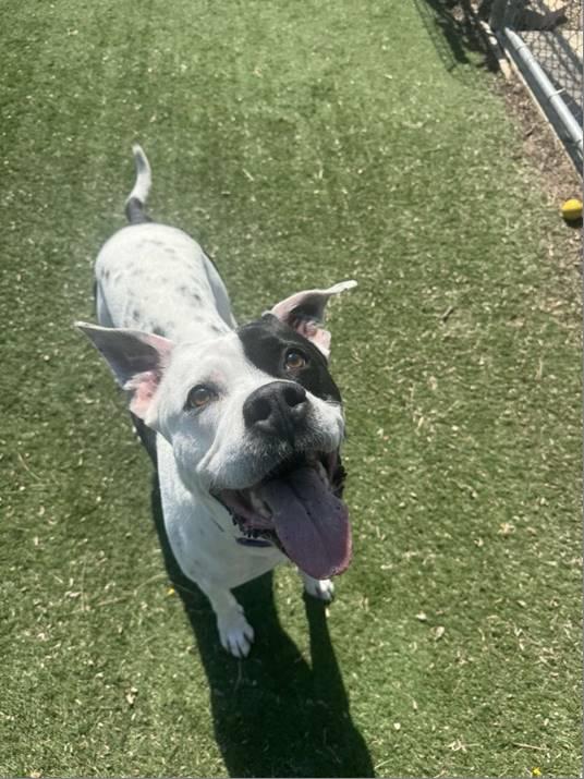 Enlarge Zeus, an adoptable mixed breed in Quincy, IL image 2/3