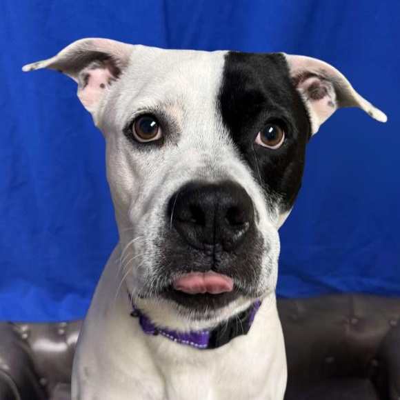 Enlarge Zeus, an adoptable mixed breed in Quincy, IL image 3/3