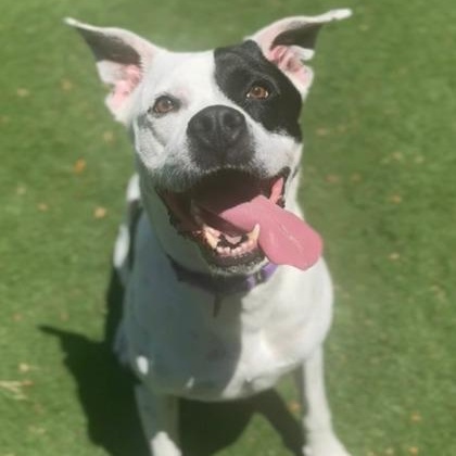 Zeus, adoptable, Adult Male Pit Bull Terrier.