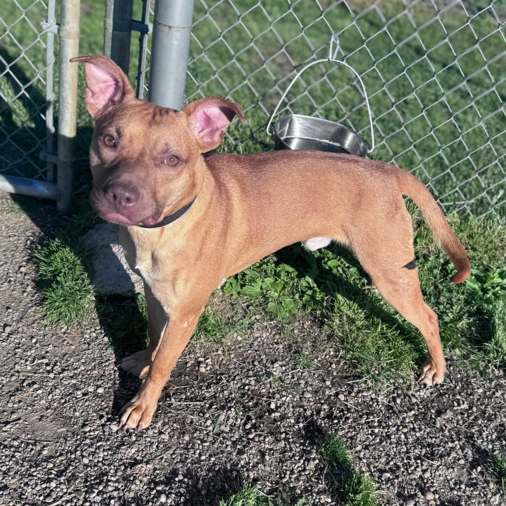 Flik, a Adoptable Mixed Breed in Parkersburg, WV image 1/5