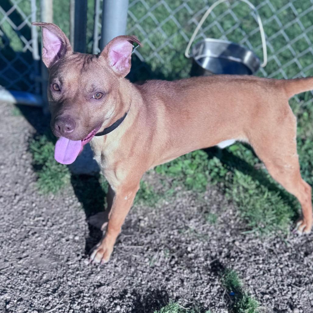 Flik, a Adoptable Mixed Breed in Parkersburg, WV image 2/5