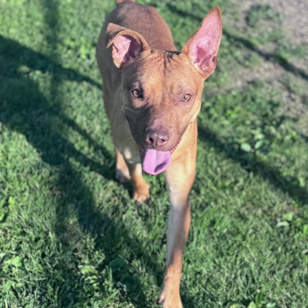 Flik, Adoptable, Young Male Mixed Breed.