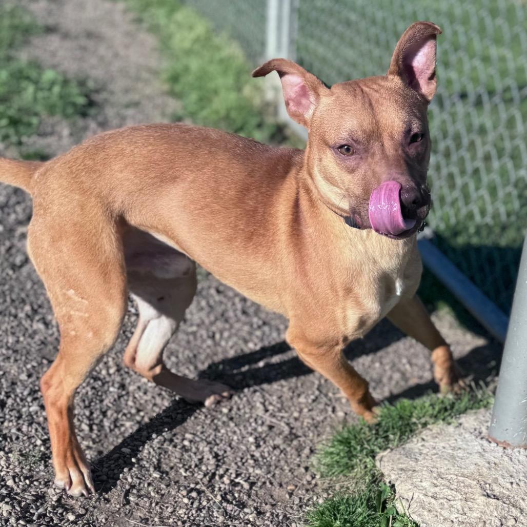 Flik, a Adoptable Mixed Breed in Parkersburg, WV image 4/5