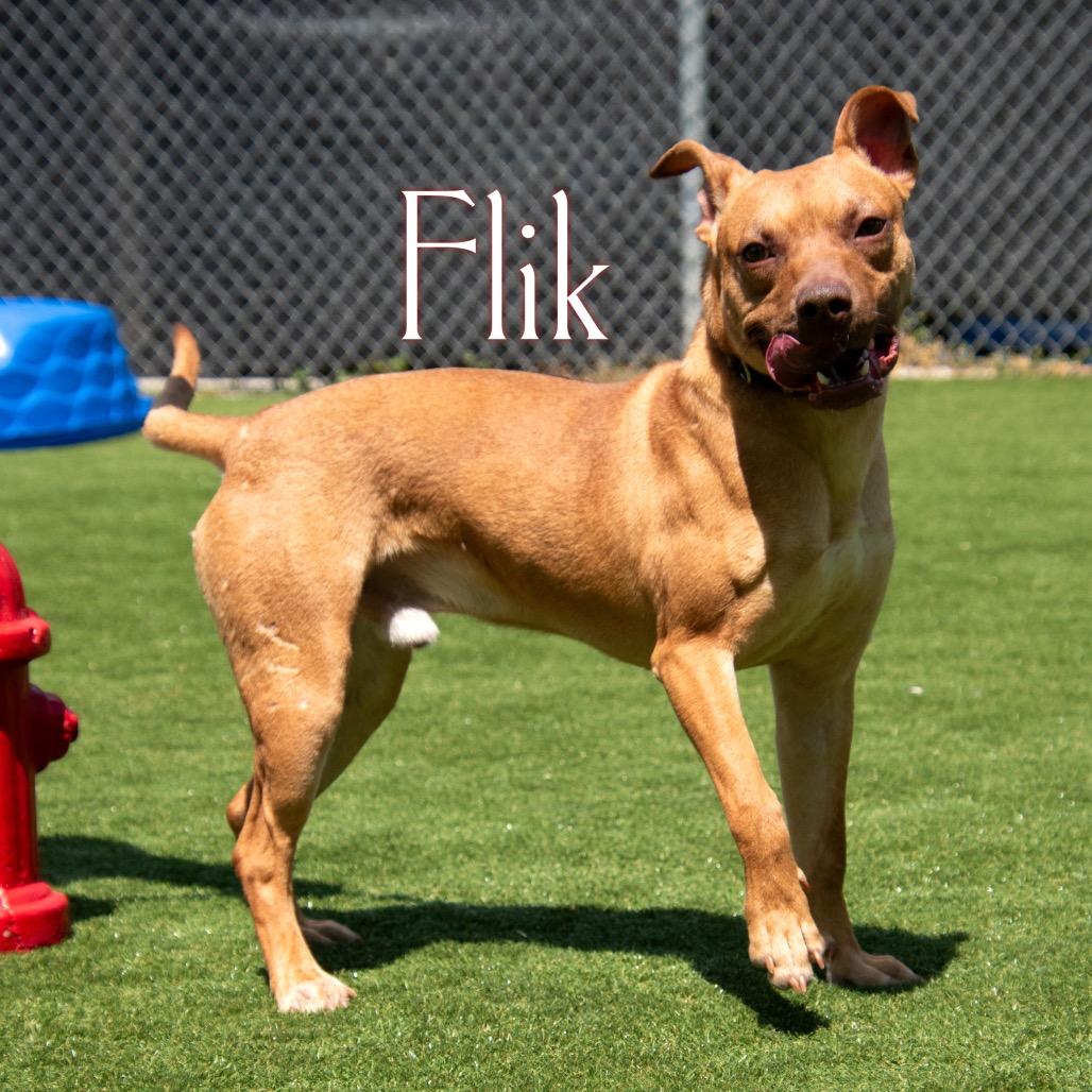 Flik, a Adoptable Mixed Breed in Parkersburg, WV image 3/5