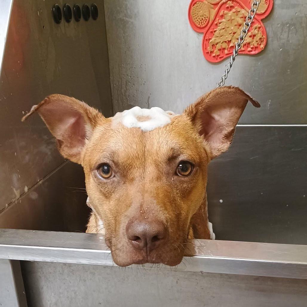 Enlarge Flik, a Adoptable Mixed Breed in Parkersburg, WV image 5/5