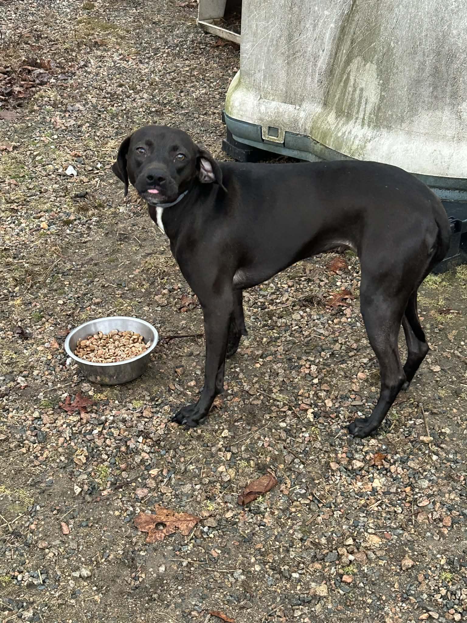 Enlarge Nee-Nee, an adopted mixed breed in Wakefield, RI image 6/6