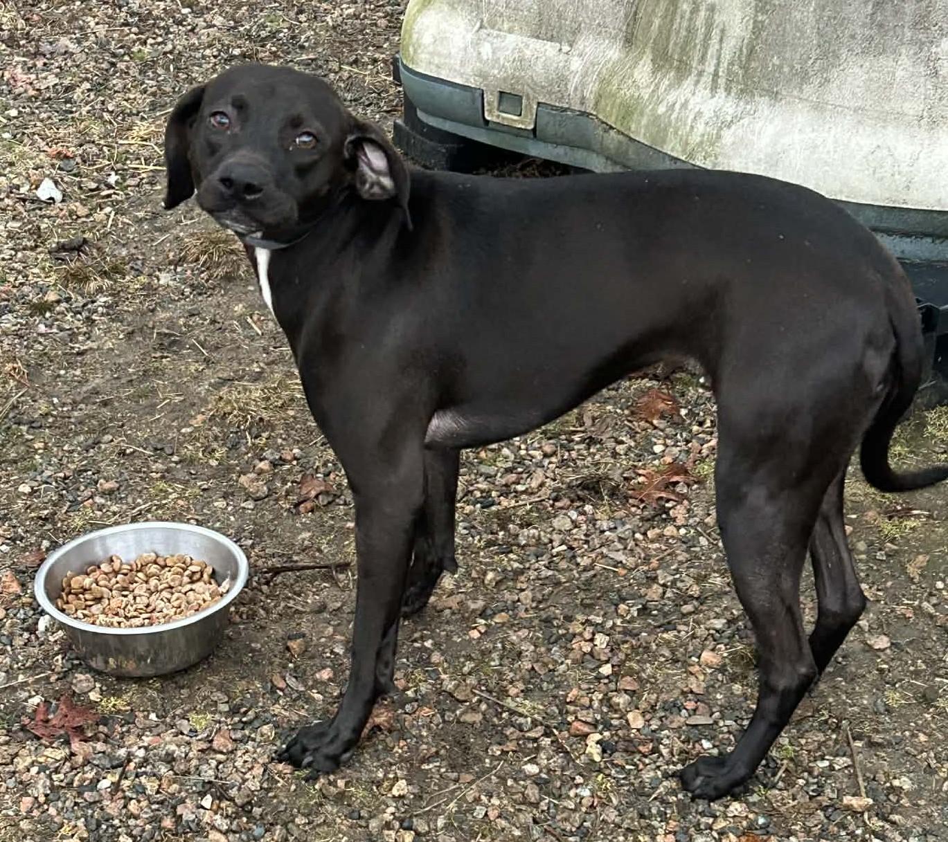 Enlarge Nee-Nee, an adopted mixed breed in Wakefield, RI image 2/6