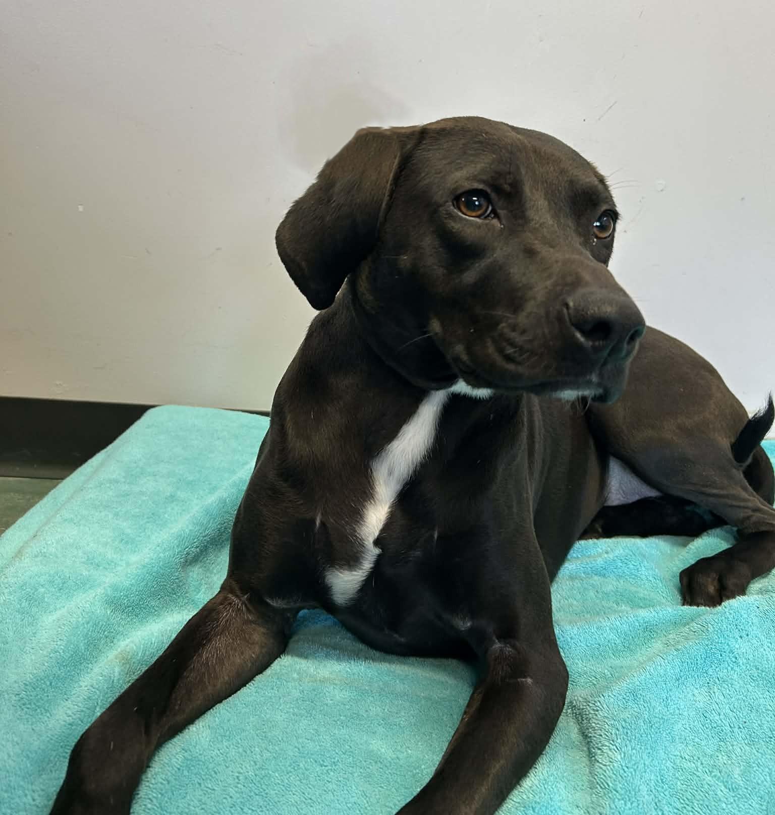 Enlarge Nee-Nee, an adopted mixed breed in Wakefield, RI image 3/6