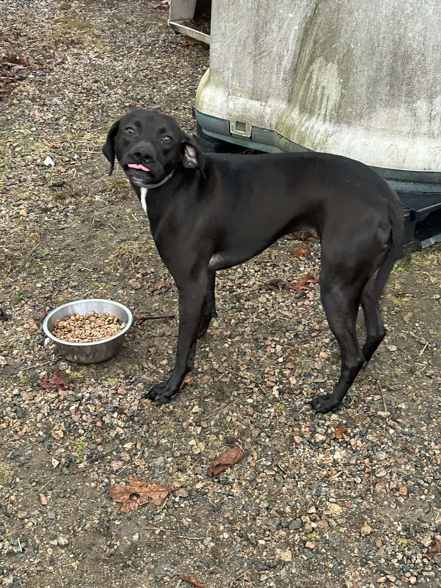 Enlarge Nee-Nee, an adopted mixed breed in Wakefield, RI image 4/6