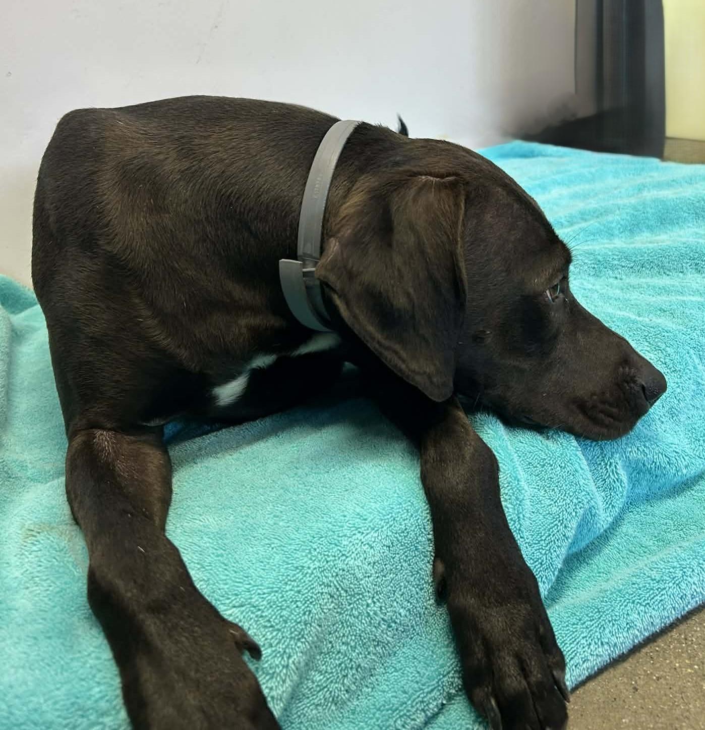 Enlarge Nee-Nee, an adopted mixed breed in Wakefield, RI image 5/6