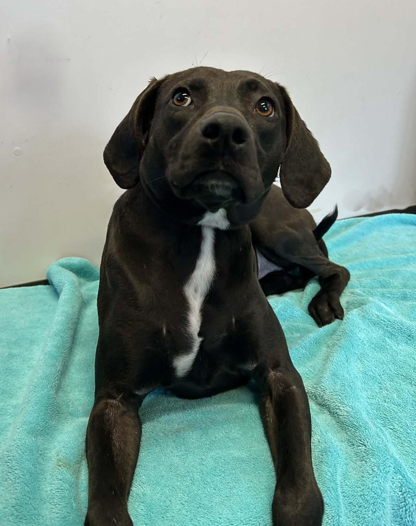 Nee-Nee, adopted, Adult Female Beagle.