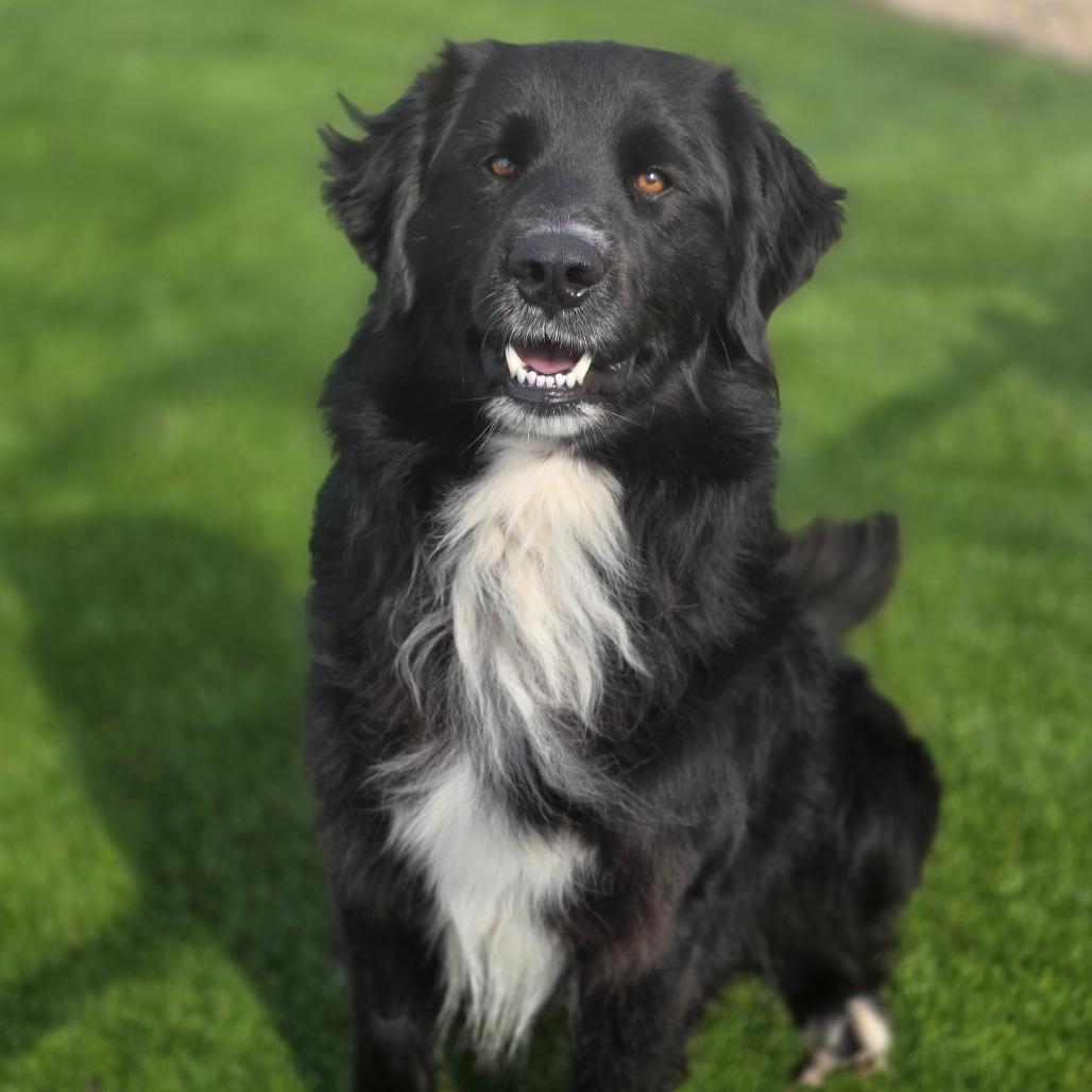 Scooby, a Adoptable Mixed Breed in Huntsville, AL image 1/3