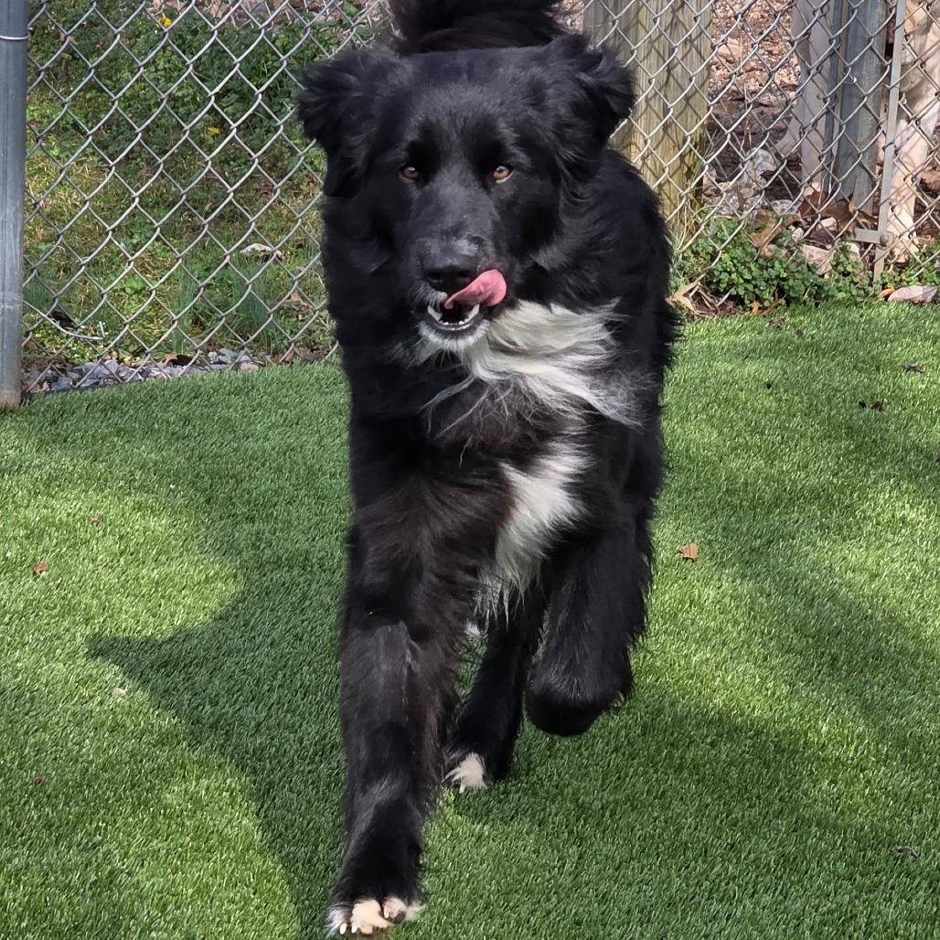 Scooby, a Adoptable Mixed Breed in Huntsville, AL image 2/3