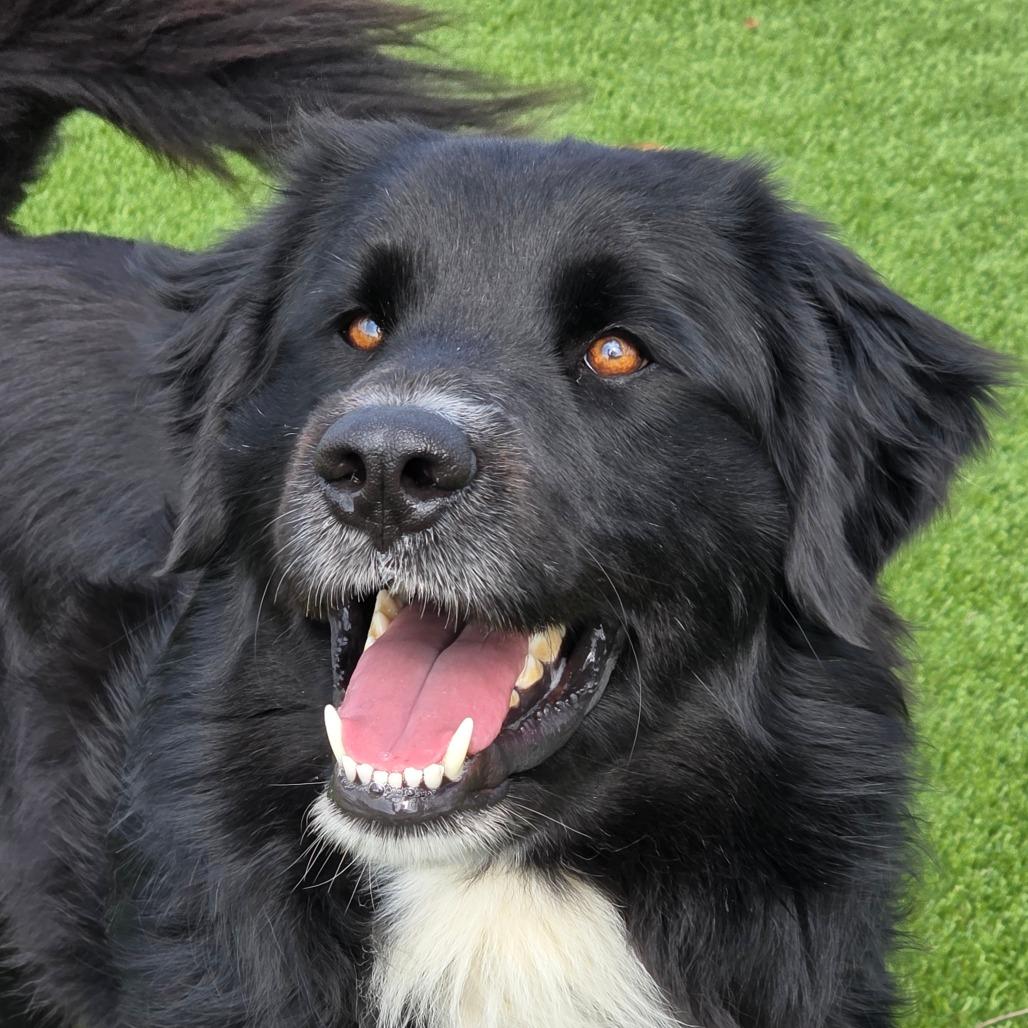 Scooby, a Adoptable Mixed Breed in Huntsville, AL image 3/3