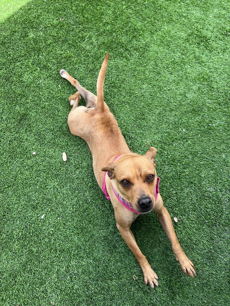 Enlarge Marie, a Adopted mixed breed in Oakdale, CA image 1/1