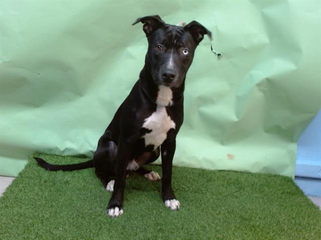 CIDER, Adoptable, Young Male Pit Bull Terrier & Labrador Retriever.