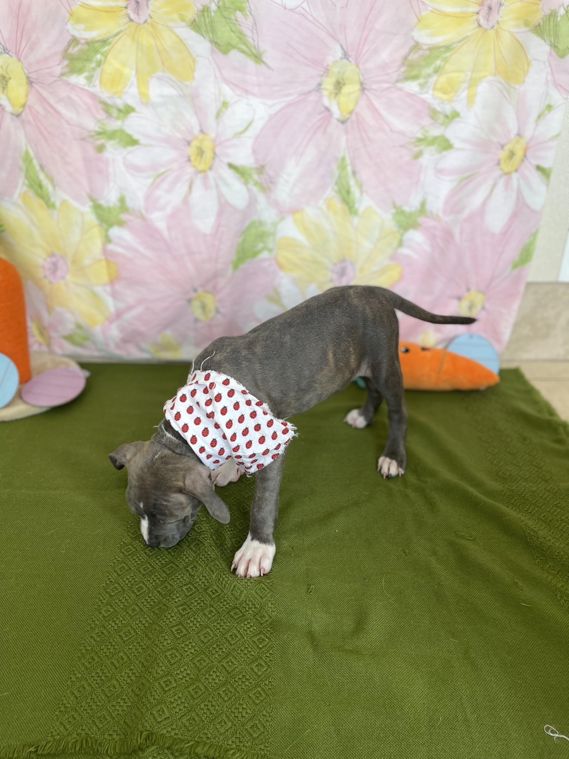 Enlarge Alanis, an adopted mixed breed in Upper Sandusky, OH image 3/3