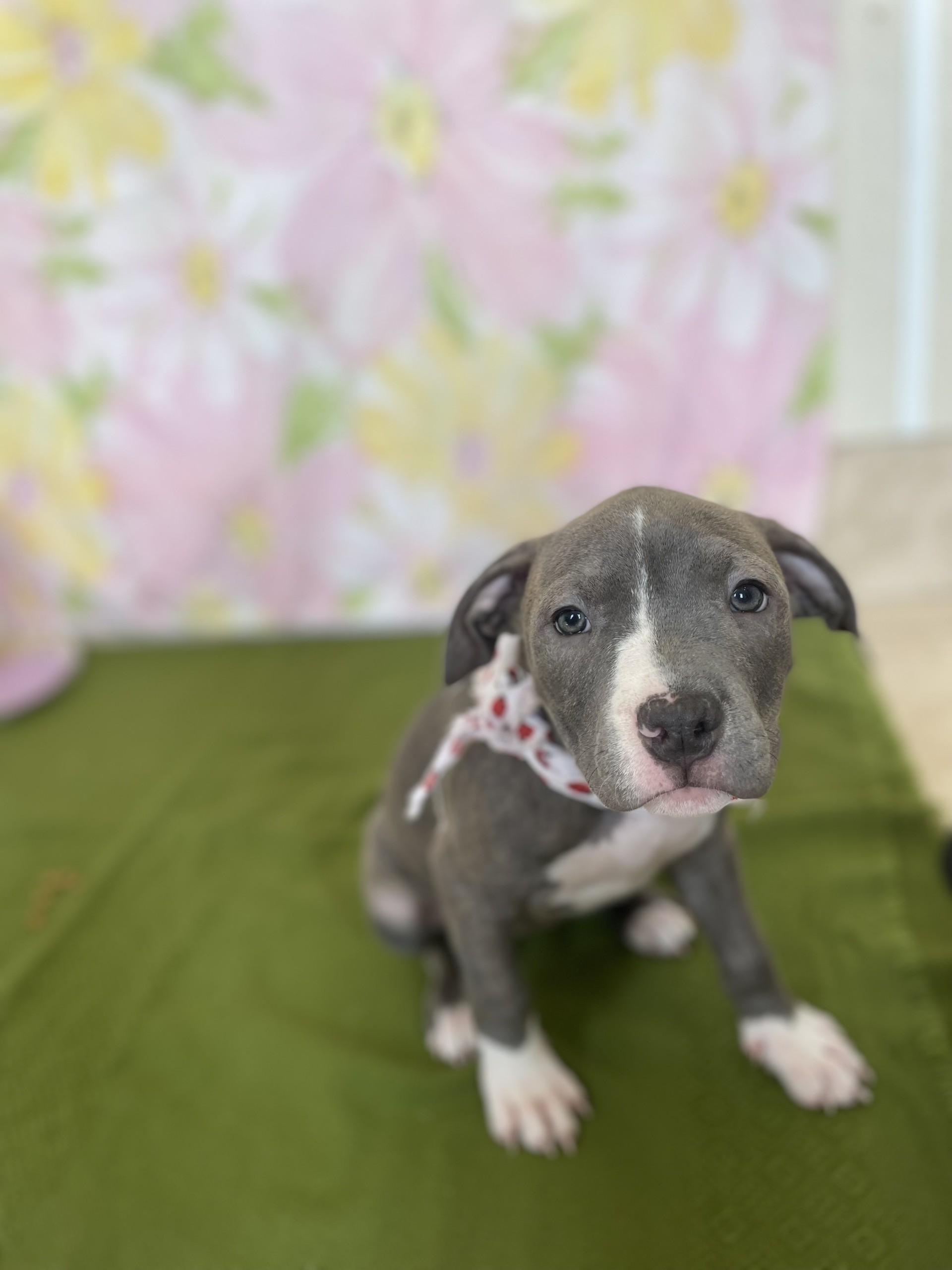 Enlarge Alanis, an adopted mixed breed in Upper Sandusky, OH image 2/3