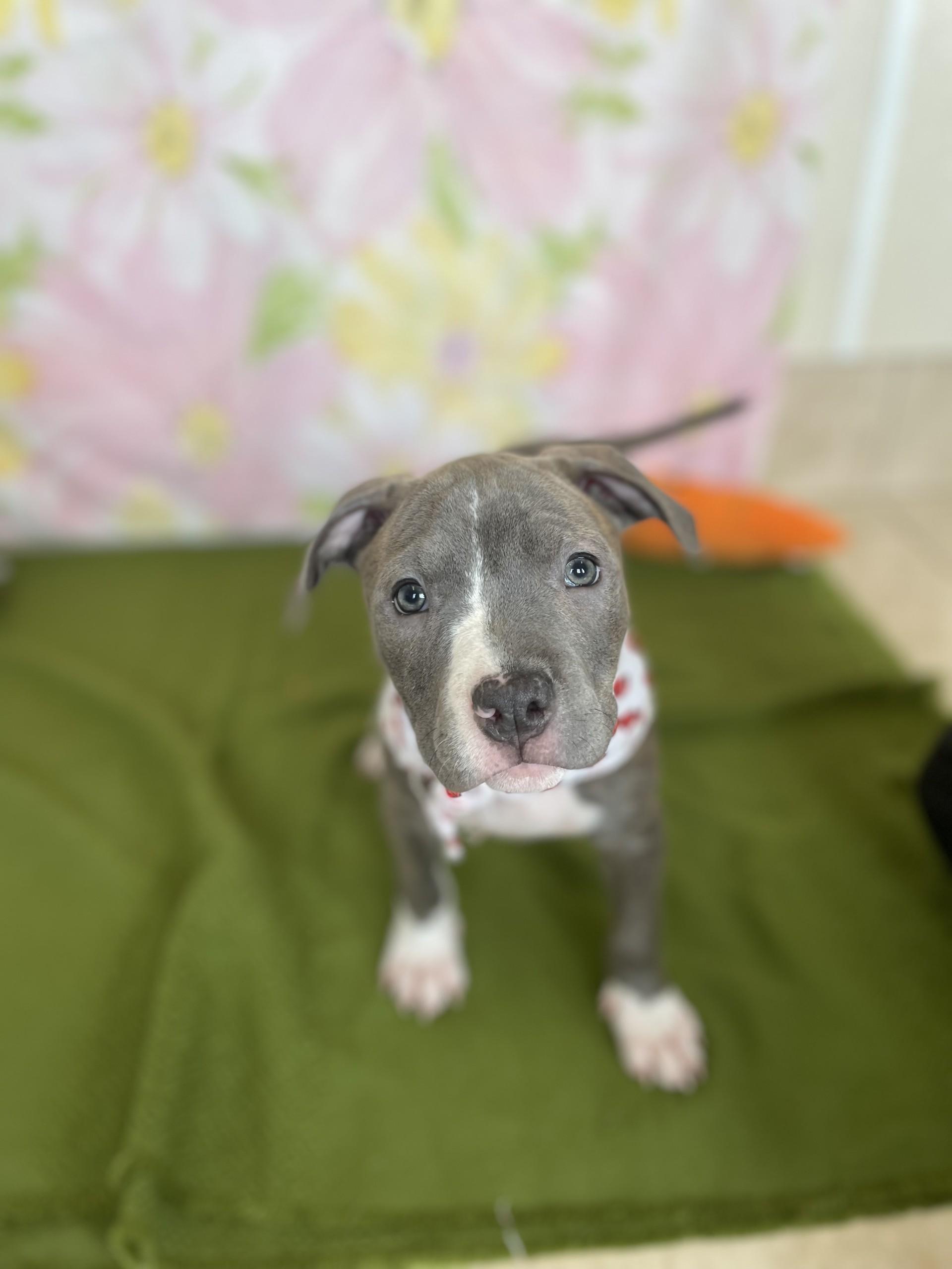 Alanis, adopted, Puppy Female Pit Bull Terrier.