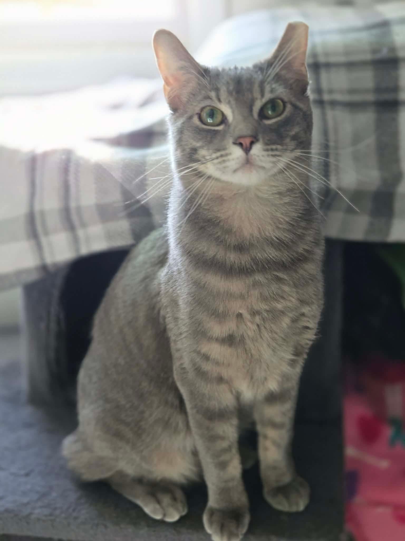 Enlarge Mikey, an adopted Tabby in Wadsworth, IL image 1/3