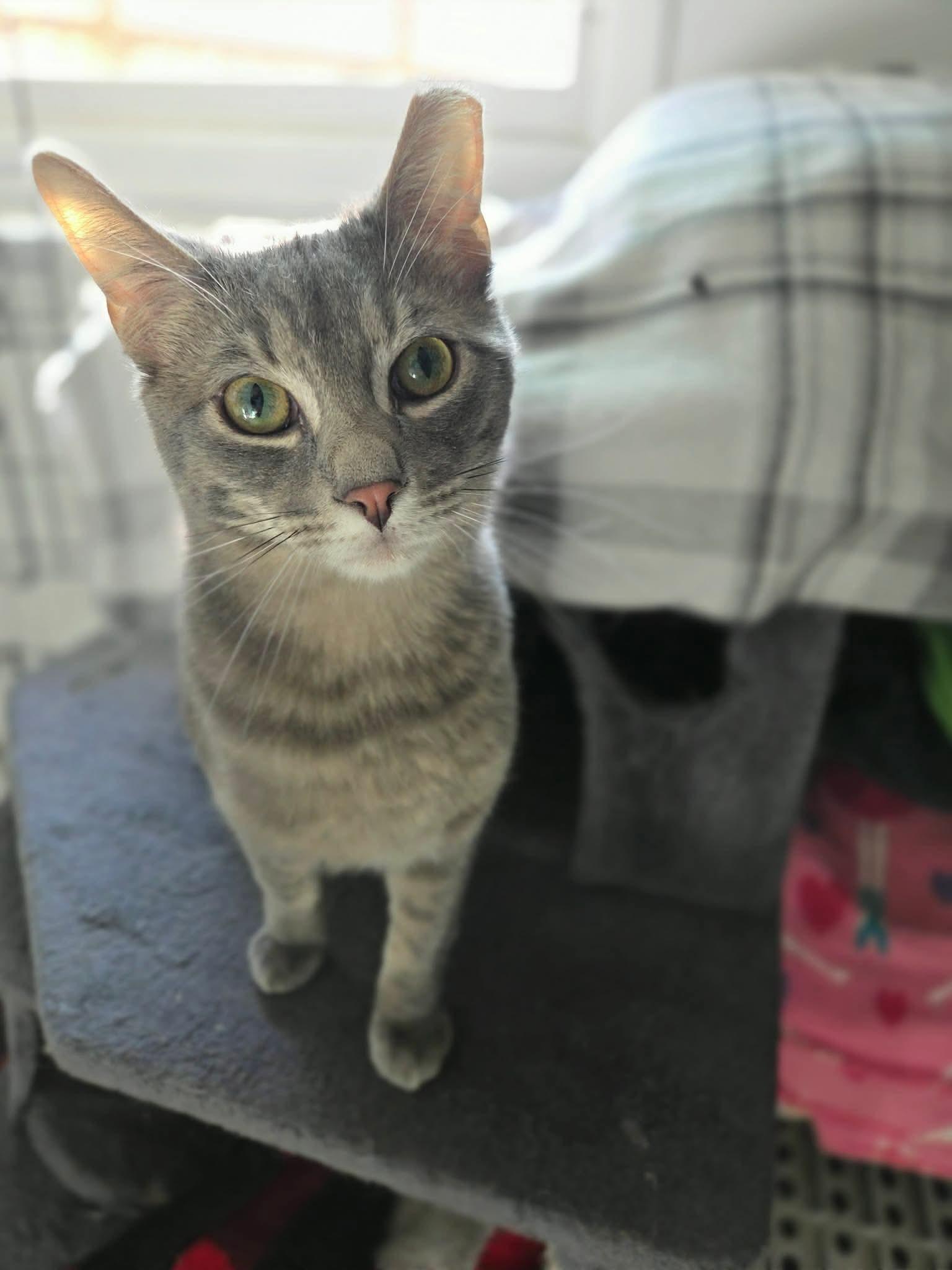 Enlarge Mikey, an adopted Tabby in Wadsworth, IL image 3/3