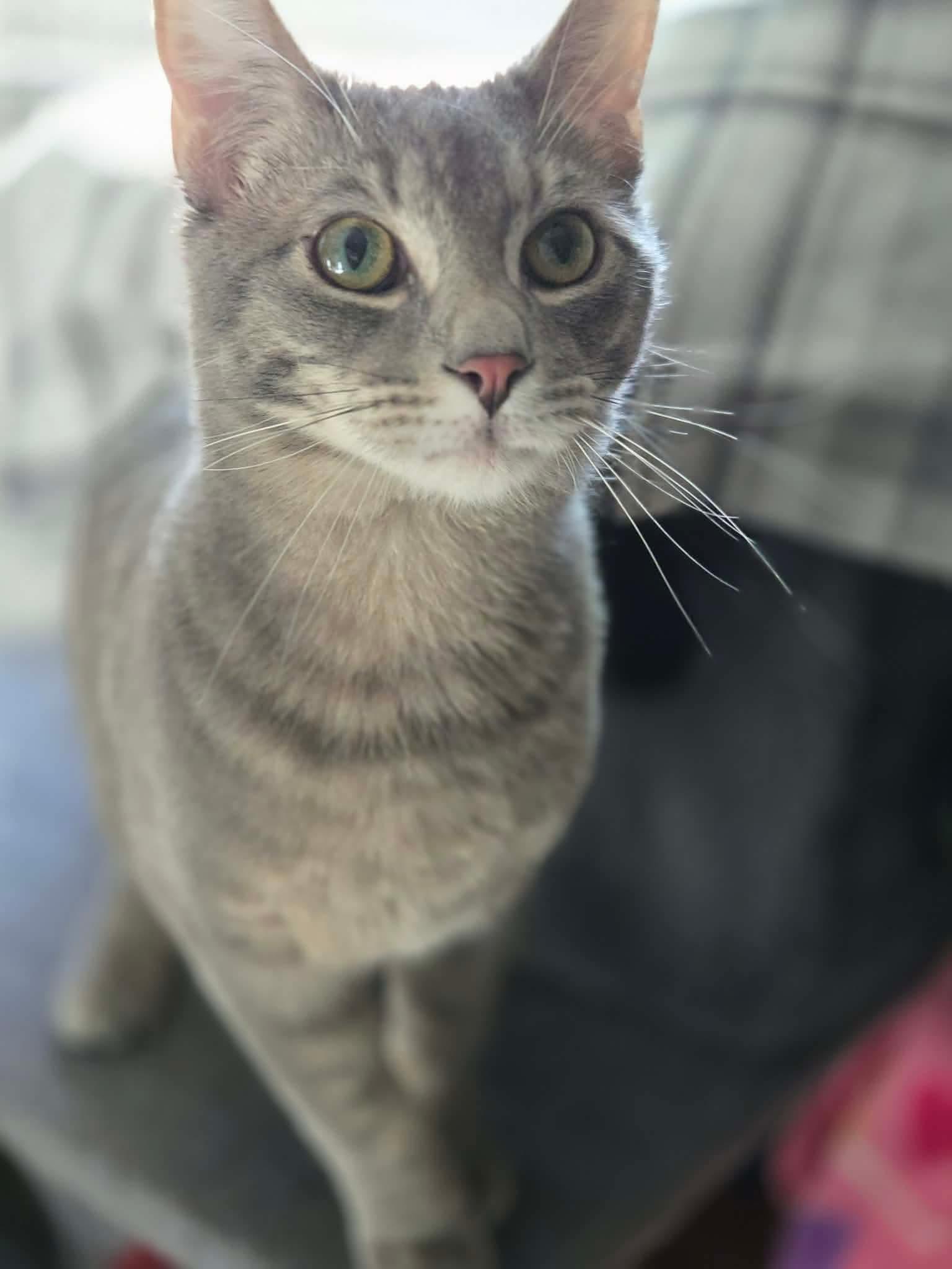 Enlarge Mikey, an adopted Tabby in Wadsworth, IL image 2/3