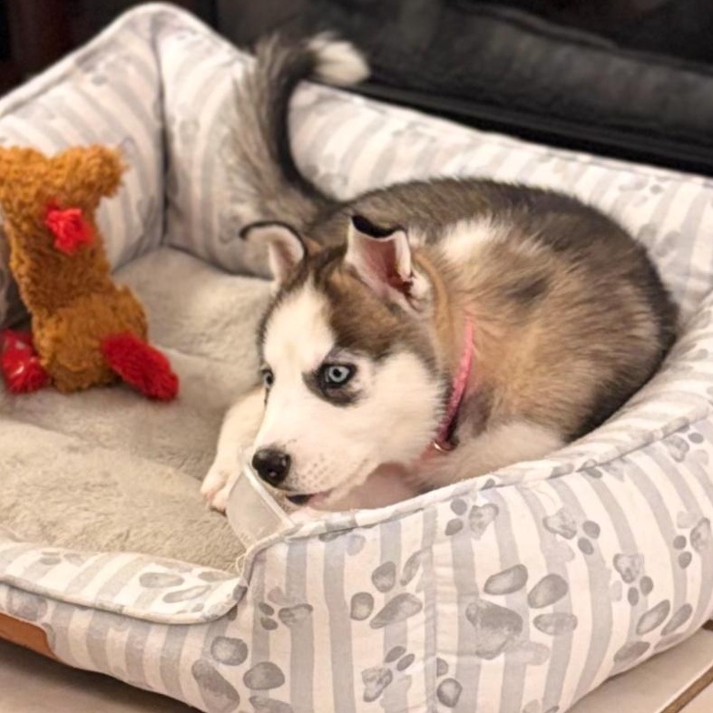 Kiya, adopted, Puppy Female Husky.
