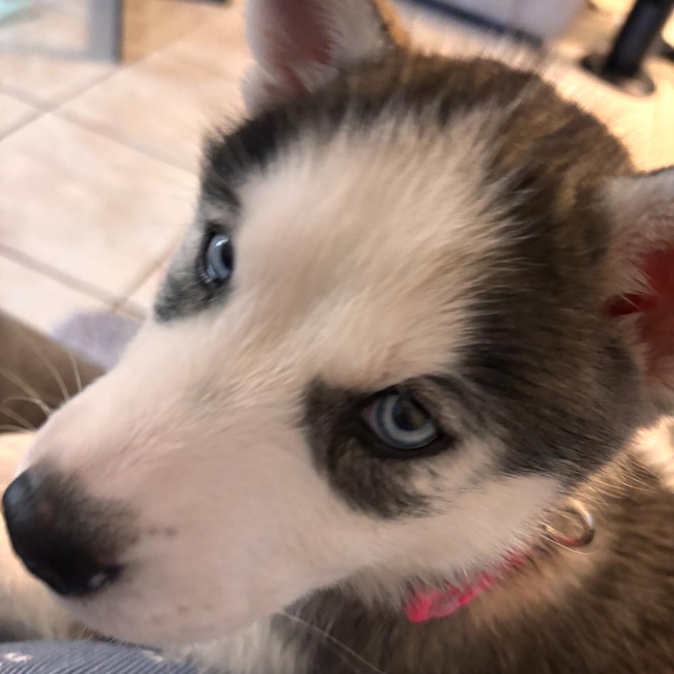 Kiya, an adopted Husky in Alexandria, VA image 2/4