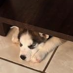 Kiya, an adopted Husky in Alexandria, VA image 4/4
