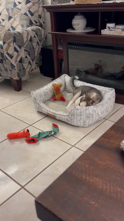 Enlarge Kiya, an adopted Husky in Alexandria, VA video 3/4