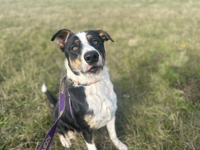 Enlarge MASON, a Adoptable mixed breed in McKinleyville, CA image 1/1