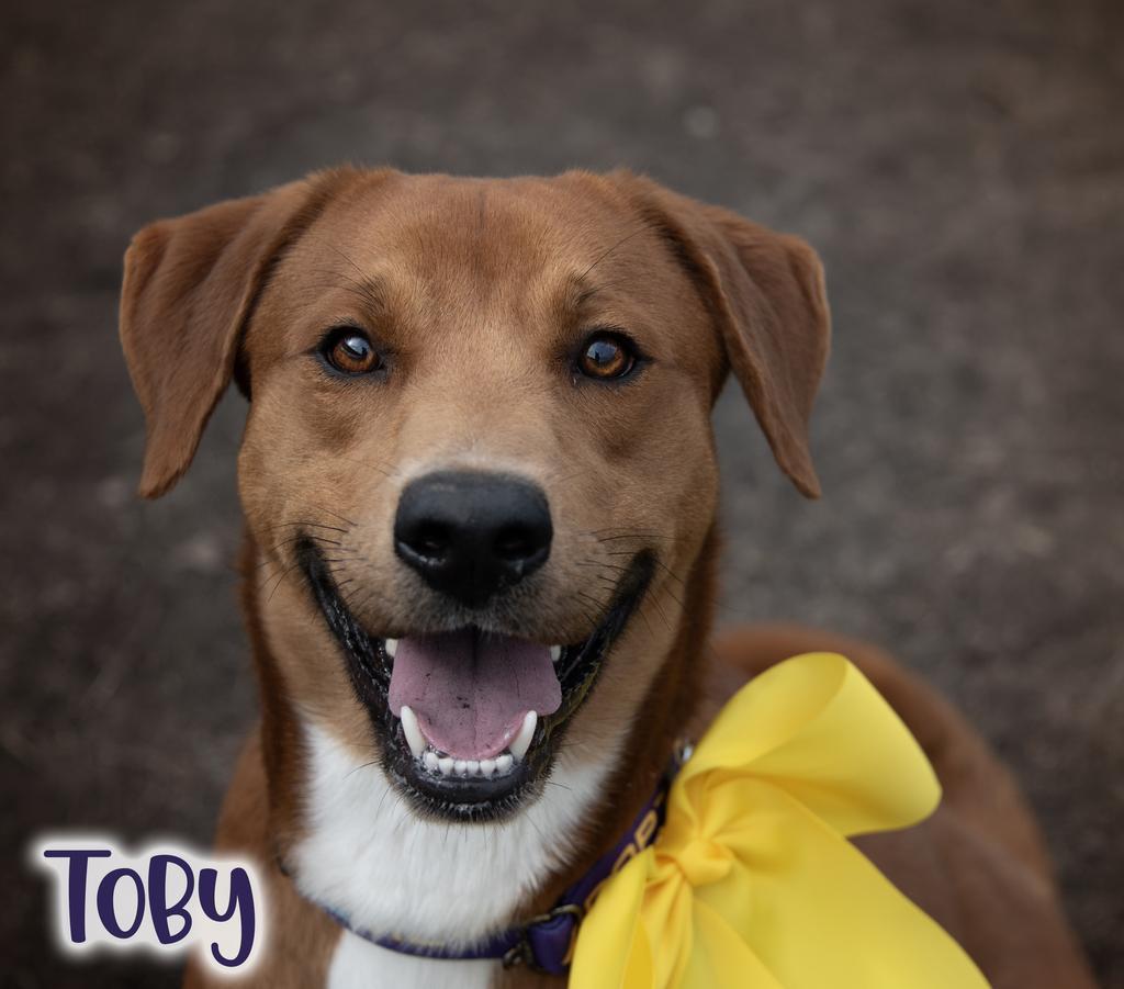 Toby, a Adoptable mixed breed in Livingston, LA image 1/3