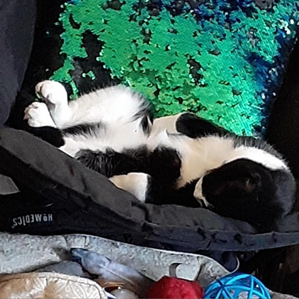 Junipurr, Adoptable, Adult Female Domestic Short Hair.