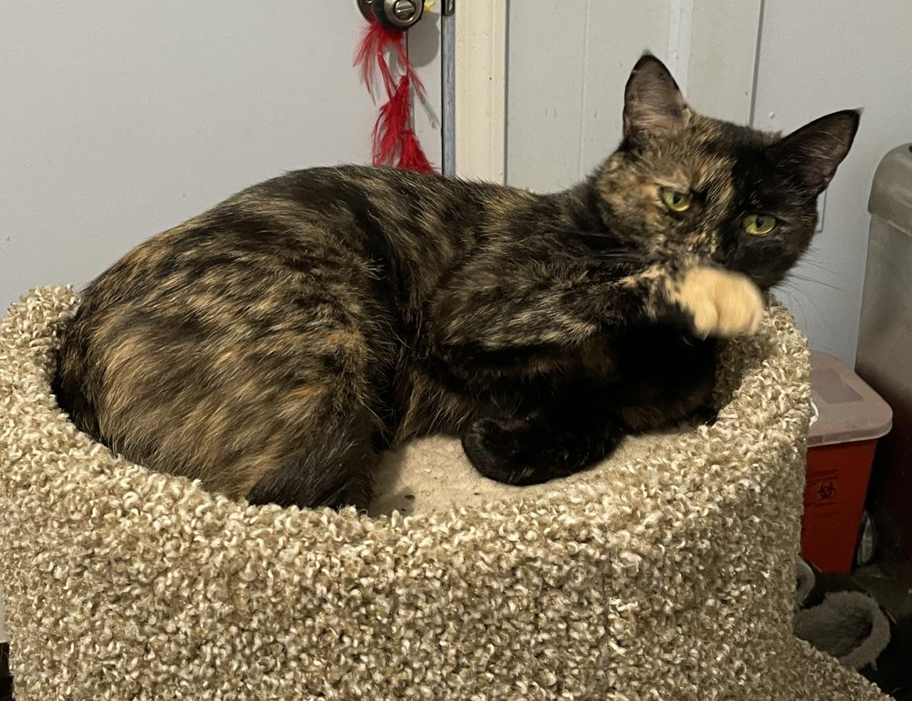 Beautiful Emma, a ADOPTABLE mixed breed in Everett, WA image 2/6