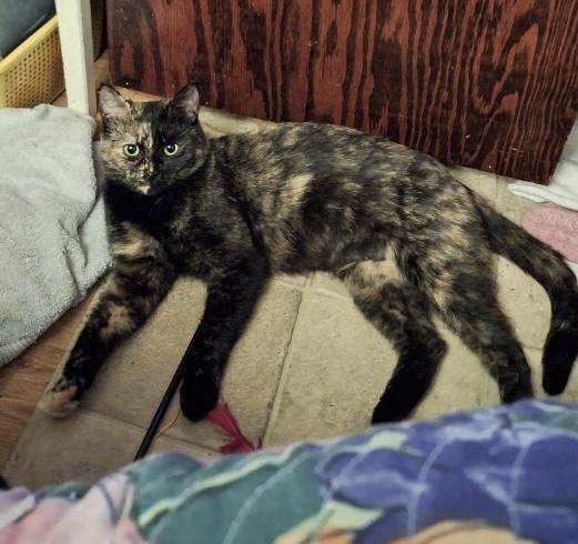 Beautiful Emma, a ADOPTABLE mixed breed in Everett, WA image 6/6